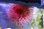Preview: Actinia mediterranea Anemone Größe L